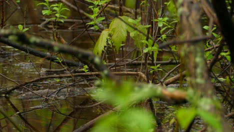 Canada-Warbler-hopping-on-forest-pond-water-surrounded-by-forest-leaves