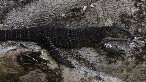 sequence of a crocodile crawling over rough surface