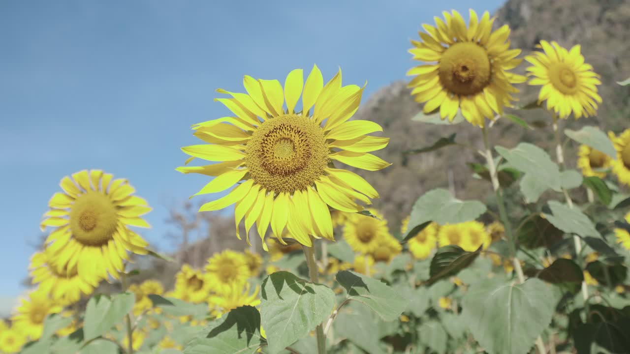 Nærbilde i 4K av et levende gult, fargerikt og vakkert solsikkefelt med klar blå himmel, som viser blomsterdetaljer av kronblader, frø og grønne blader, et landbrukskonsept