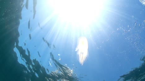 Slow-motion-shot-of-jellyfish-with-amazing-electrical-pulses