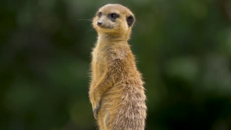 meerkat está al acecho en el desierto de kalahari, áfrica