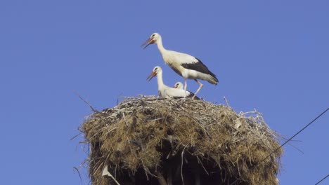 close up shot of three storks standing in a nest between wires with blue sky background