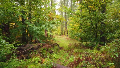Ruhiger-Spaziergang-In-Wunderschöner-Natur-Mit-Grünen-Bäumen-Im-Mystischen-Wald