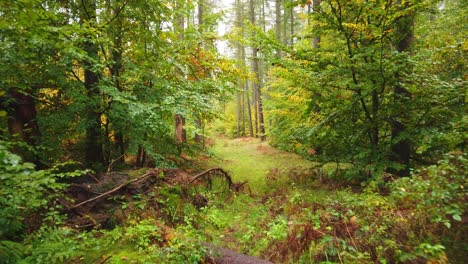 peaceful walk in beautiful nature with green trees in mystical forest