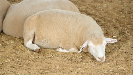 ovejas durmiendo en el suelo en las tierras de cultivo de anseong