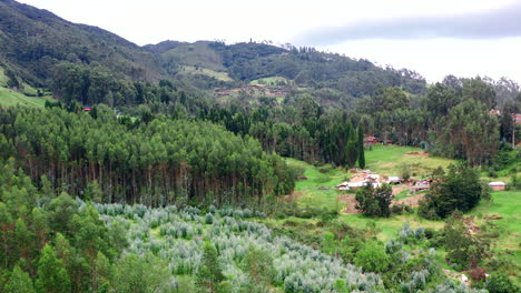 frondosos árboles coníferos verdes en el bosque con vistas panorámicas a las montañas en cuenca, ecuador