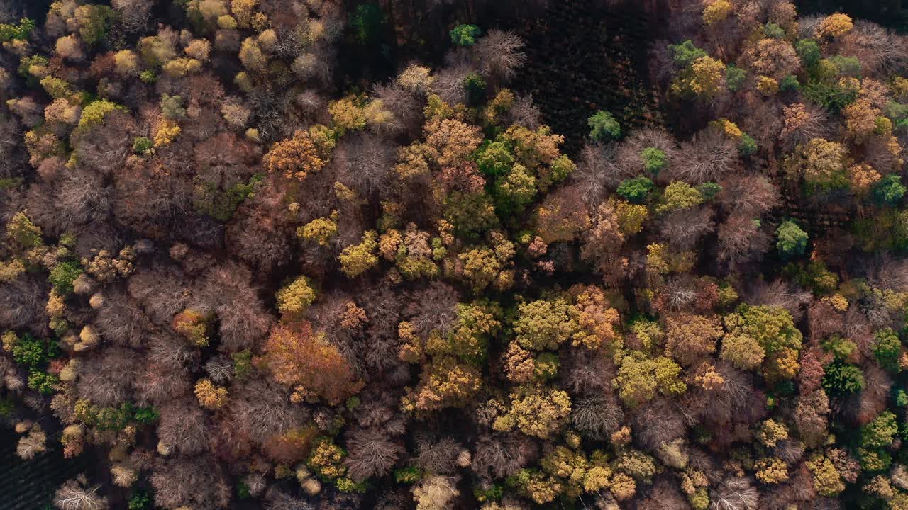 Autumn Treetops in Forest Aerial 4K