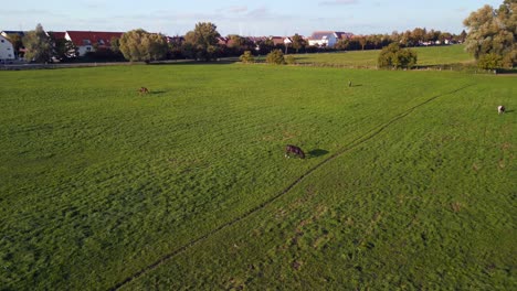 horse-grazing-on-lush-green-pasture