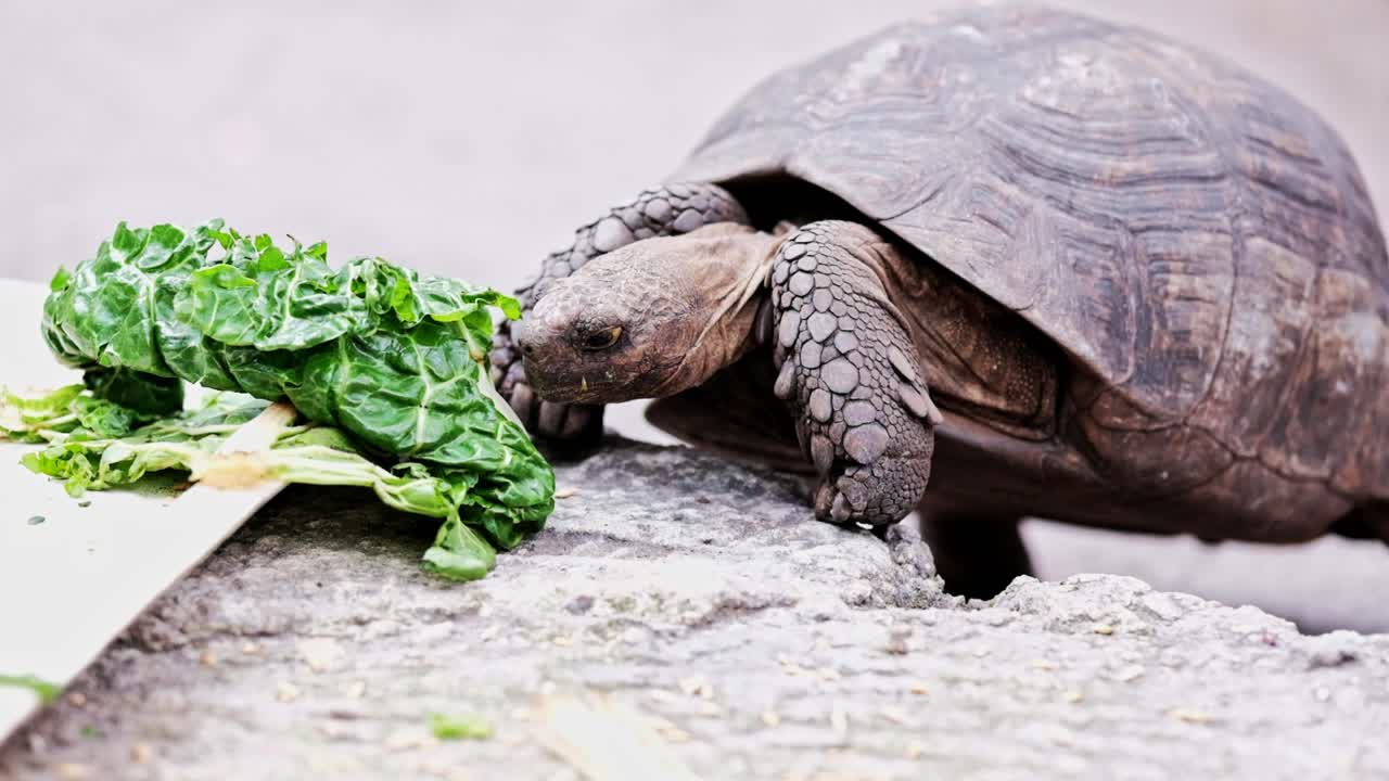 A tortoise climbs up a ledge to reach some spinach