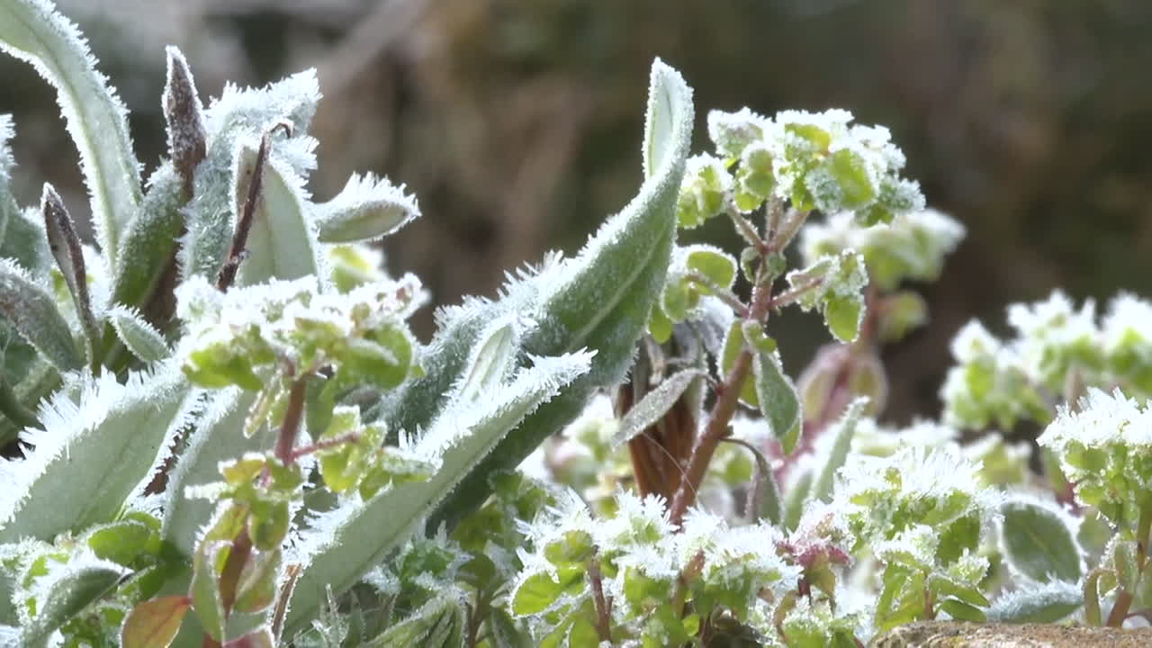 Frost on Plants