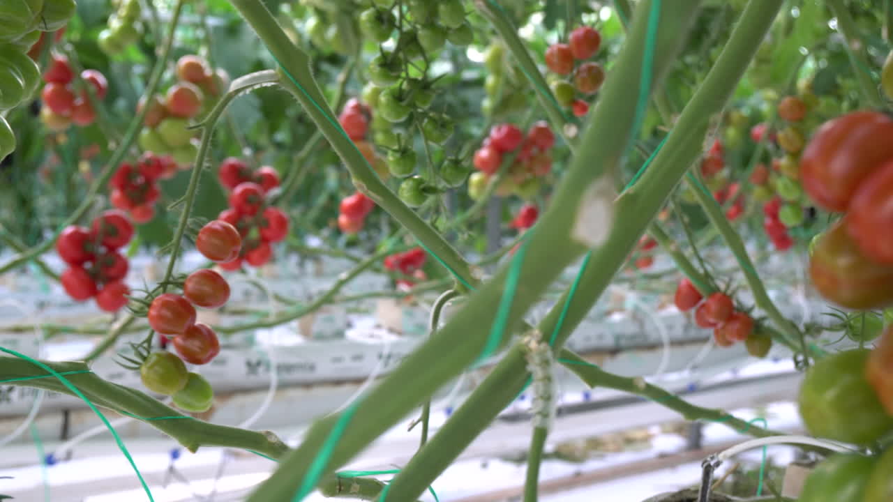 빨간 토마토 따기에 익은