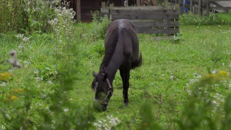 Ein-Schwarzes-Pferd,-Das-Auf-Einer-Wiese-Weidet