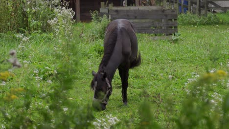 un caballo negro pastando en un prado