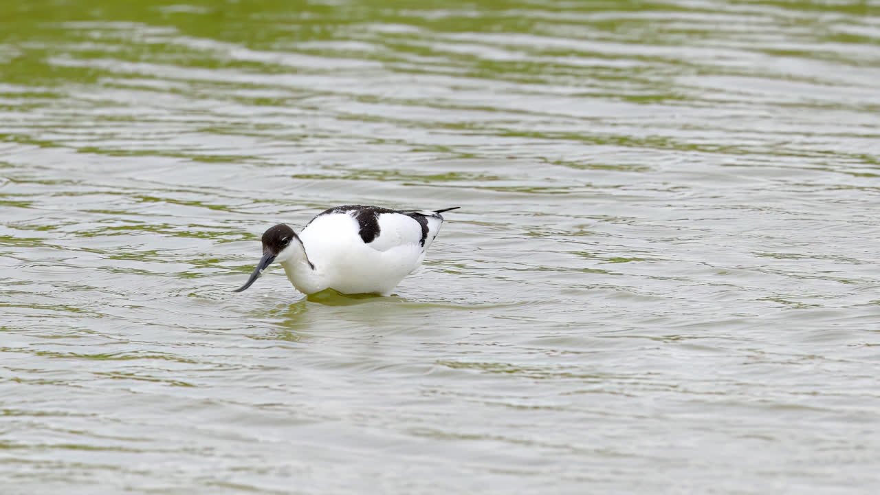 영국 링컨셔 해안 습지 에서 먹이 를 먹는 바다 새
