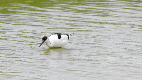 Avocet-wading-seabird-feeding-on-the-marshlands-of-the-lincolnshire-coast-marshlands,-UK