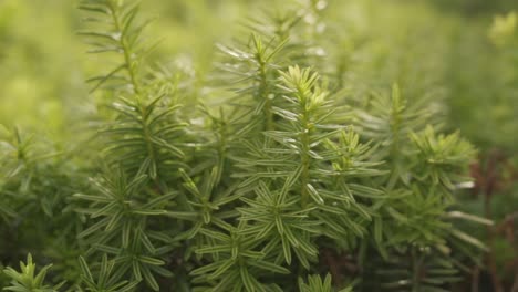close-up of green plants