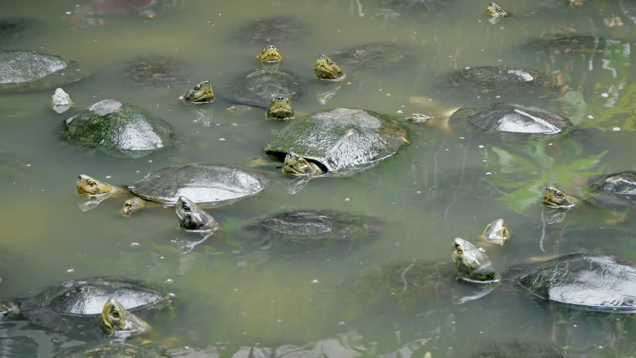 Explore the tranquil coexistence of frogs and turtles their natural habitat showcasing ecosystem harmony