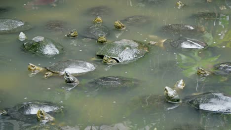 explore the tranquil coexistence of frogs and turtles their natural habitat showcasing ecosystem harmony