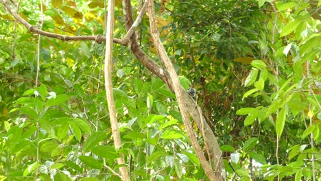 Black-Crowned Antshrike bird climbing trees in Panama jungle rainforest