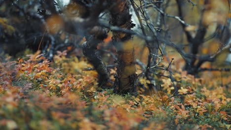 dark and twisted birch tree branches in the colorful autumn forest undergrowth