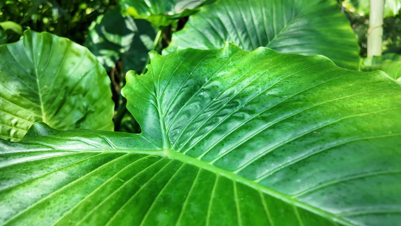 Close-up of vibrant green tropical leaves