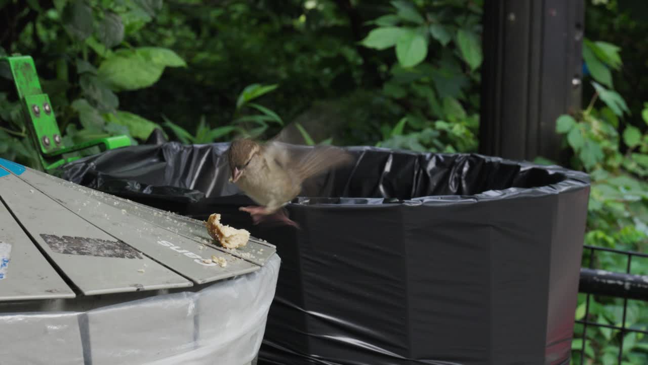 작은 갈색 새가 뉴욕 시의 재활용 쓰레기통에서 균형을 잡기 위해 코미디한 투쟁을 벌이고 있으며,  ⁇ 어지는  ⁇  한 조각을 먹으려고 노력하고 있습니다.