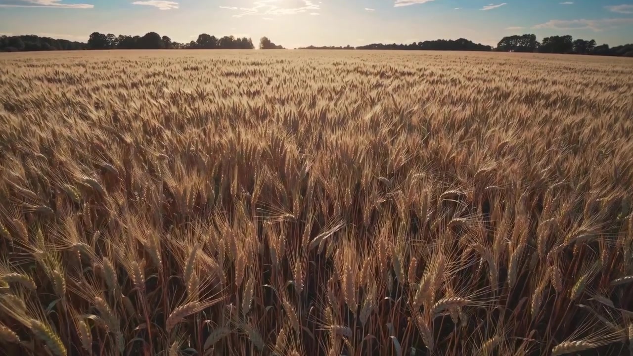 Goldenes Weizenfeld, das sanft im Wind unter einem sonnigen Himmel schwingt