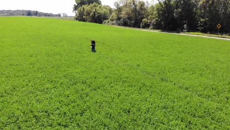 panorámica toma aérea de una mujer hermosa joven corriendo a través de un campo impresionante