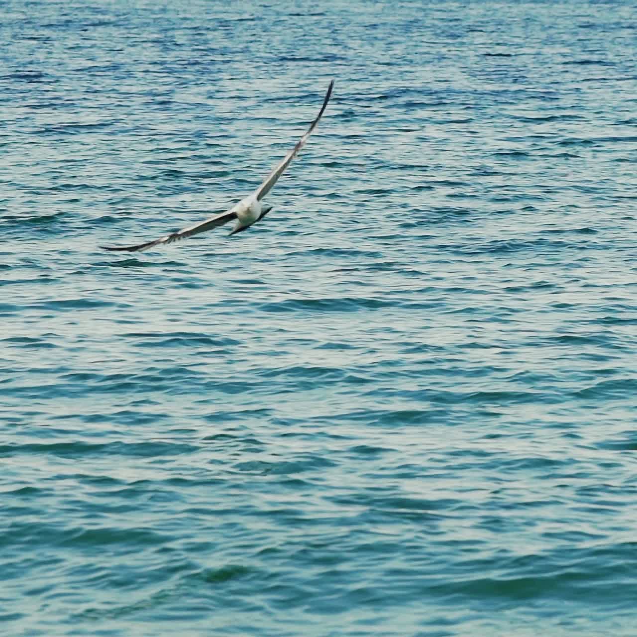 슬로우 모션으로 날아가는 갈매기