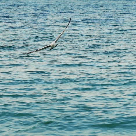 gaviotas volando a cámara lenta