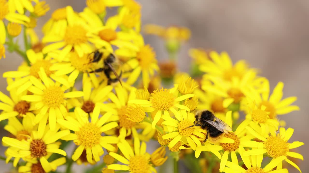 Abelha coletando néctar de flores amarelas