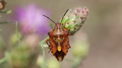 Macro-shot-of-orange-yellow-colored-Mediterranean-Fruit-Bug-resting-on-flower-in-nature---Moving-slowly---in-focus-close-shot