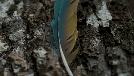 una sola pluma de pájaro en turquesa y marrón - primer plano