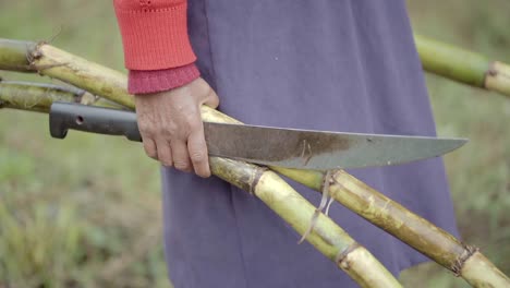 close-up view of a rural woman holding a machete and two sugarcanes