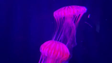 una medusa púrpura y rosa flota con gracia en un oscuro entorno submarino