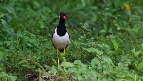 the red-wattled lapwing is one of the most common birds of thailand