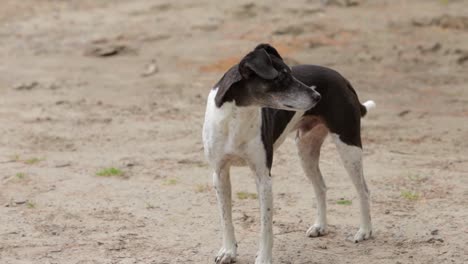 un vídeo de un perro, un pequeño fox terrier mirando y olfateando