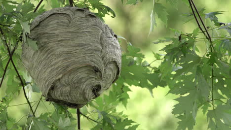 Ein-Wespennest-Aus-Papier,-Das-Im-Sommer-An-Einem-Baum-Im-Wald-In-Der-Wildnis-Hängt