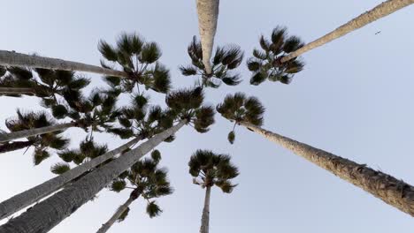 Washingtonia-Filifera-Palmen-Im-Kalifornischen-Stil-Mit-Blättern,-Die-Mit-Dem-Wind-Rollen