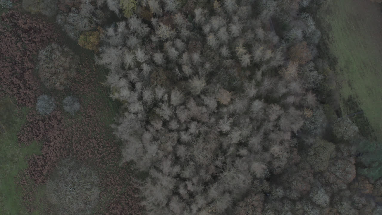 Drone shot of english countryside woodland and forest with trees