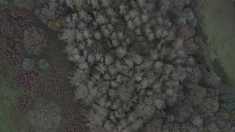 toma de drones de la campiña inglesa bosque y bosque con árboles