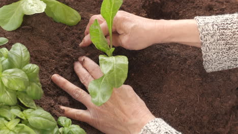 planting seedling chard vegetables in organic cultivation agriculture