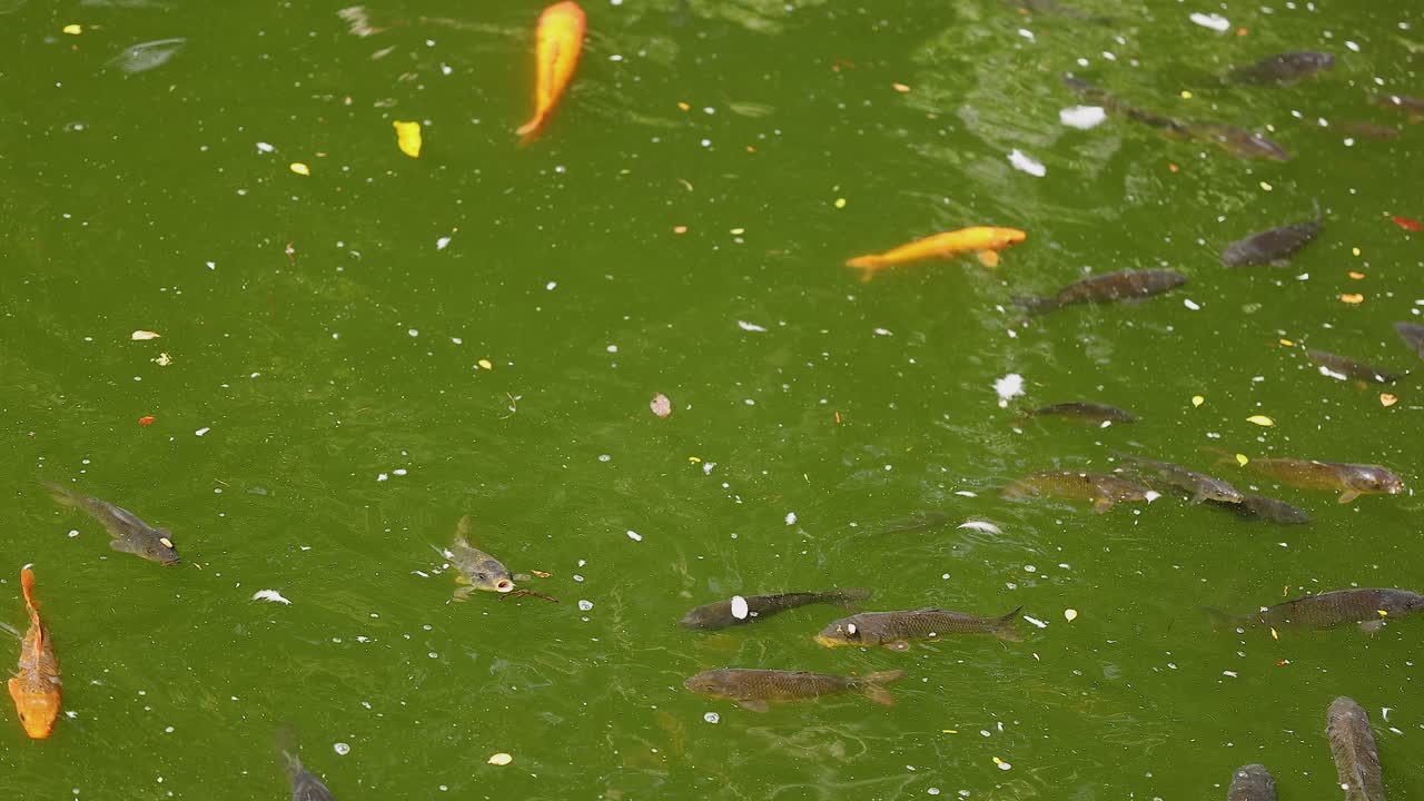 연못 에 있는 코이 물고기