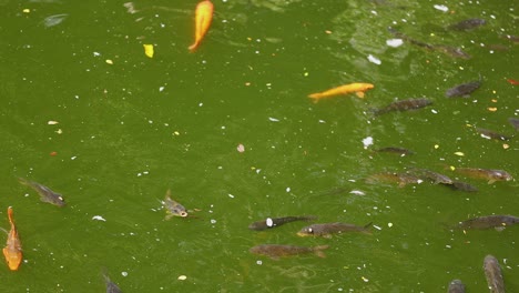 peces koi en un estanque