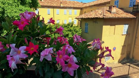 colorful flowers bloom in a sunny courtyard