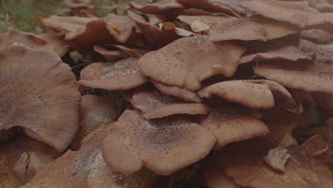 Extreme-close-of-Beautiful-colony-of-Honey-Fungus-Mushroom