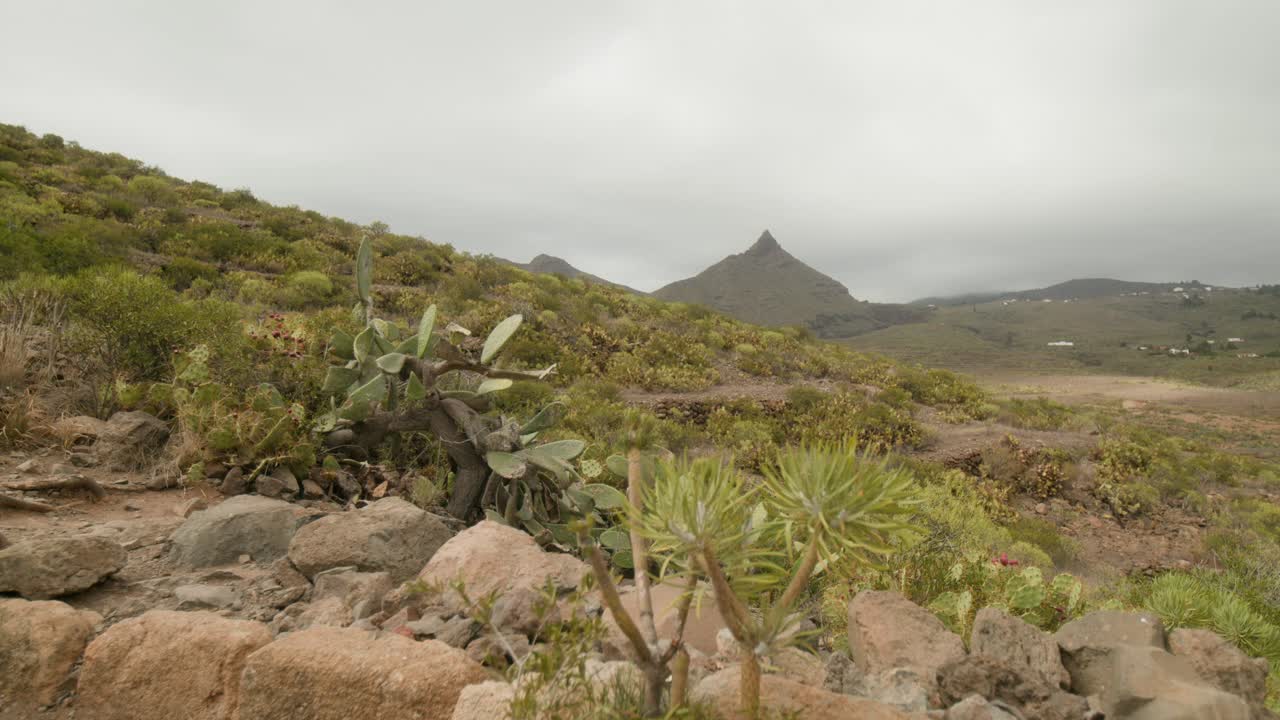 paisaje de montaña seco en el sur de tenerife campo en primavera, plantas, cactus y arbustos, islas canarias, españa