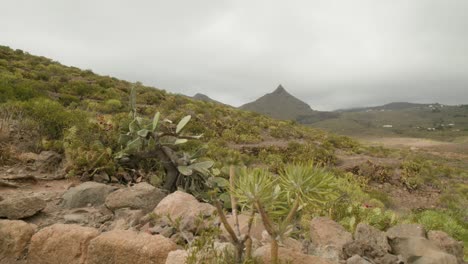 dry mountain landscape in south tenerife countryside in spring, plants, cacti and shrubs, canary islands, spain