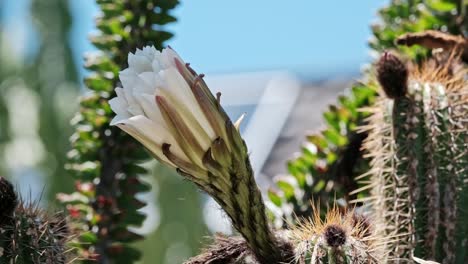 A flowering Argentinian Giant cactus blossom