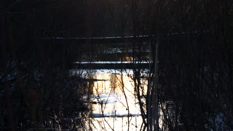 overgrown winter river stream in golden morning sunrise, tilting up towards sun